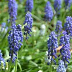 Muscari aucheri Blue Magic