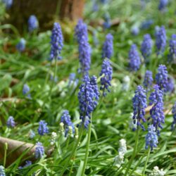 Muscari aucheri Blue Magic