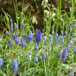 Muscari aucheri Blue Magic