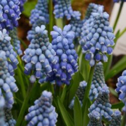 Muscari aucheri Blue Magic