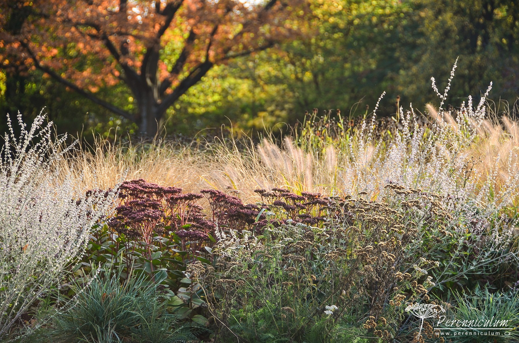 Podzimní výlet za Pietem Oudolfem 2 Piet Oudolf Hummelo 09