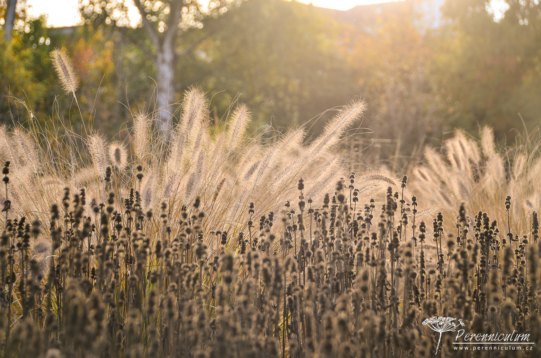 Podzimní výlet za Pietem Oudolfem 3 Piet Oudolf Hummelo 14