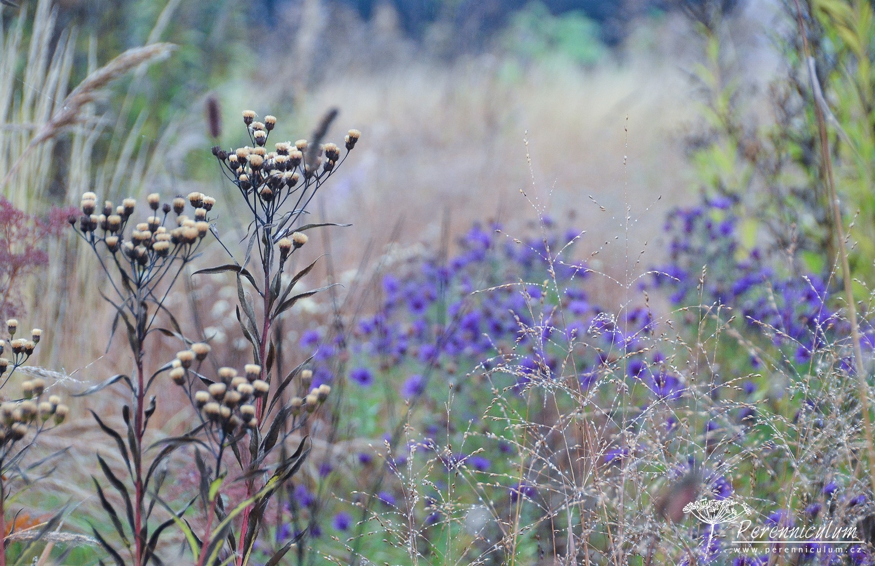 Podzimní výlet za Pietem Oudolfem 9 Piet Oudolf, Hummelo