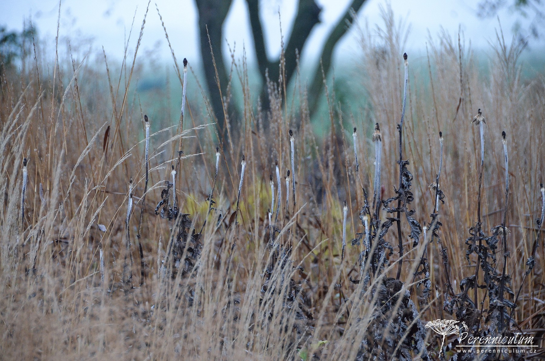 Podzimní výlet za Pietem Oudolfem 12 Piet Oudolf, Hummelo