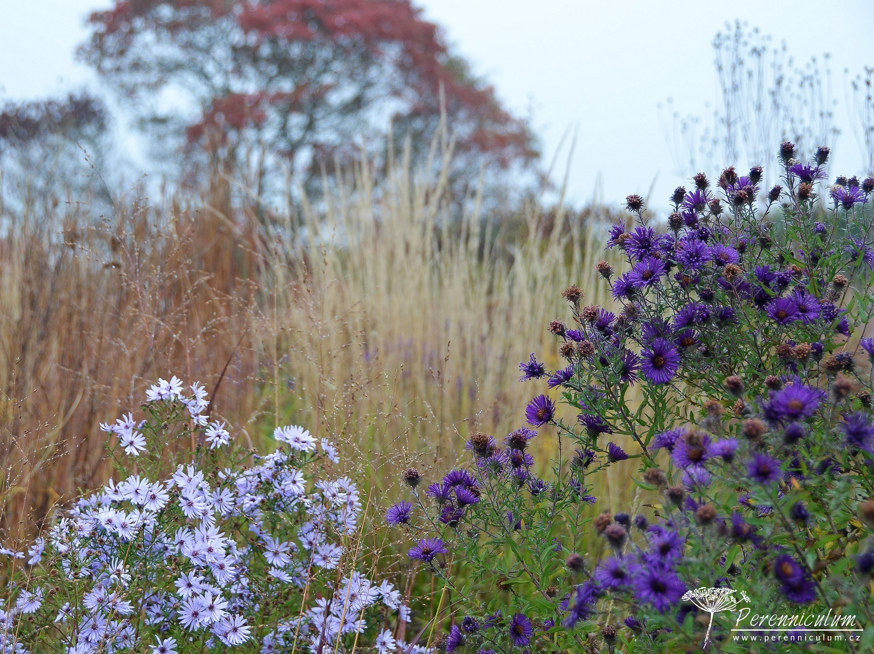 Podzimní výlet za Pietem Oudolfem 13 Piet Oudolf, Hummelo