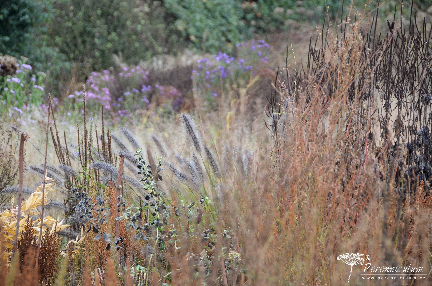 Podzimní výlet za Pietem Oudolfem 15 Piet Oudolf, Hummelo