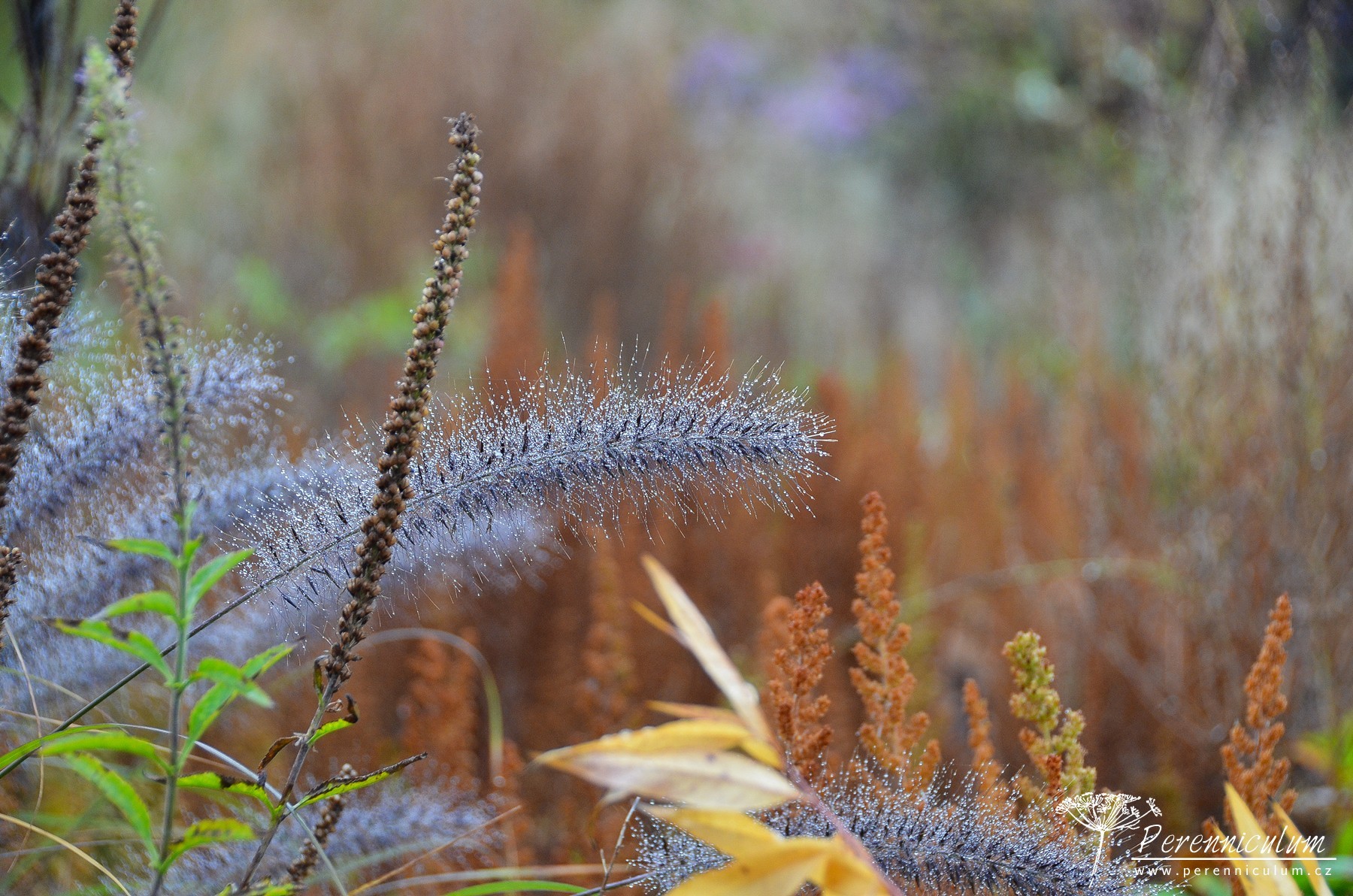 Podzimní výlet za Pietem Oudolfem 16 Piet Oudolf Hummelo 33