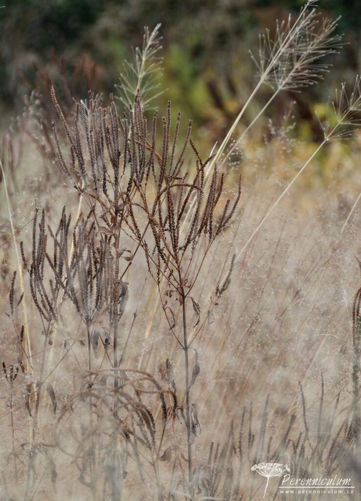 Podzimní výlet za Pietem Oudolfem 18 Piet Oudolf, Hummelo