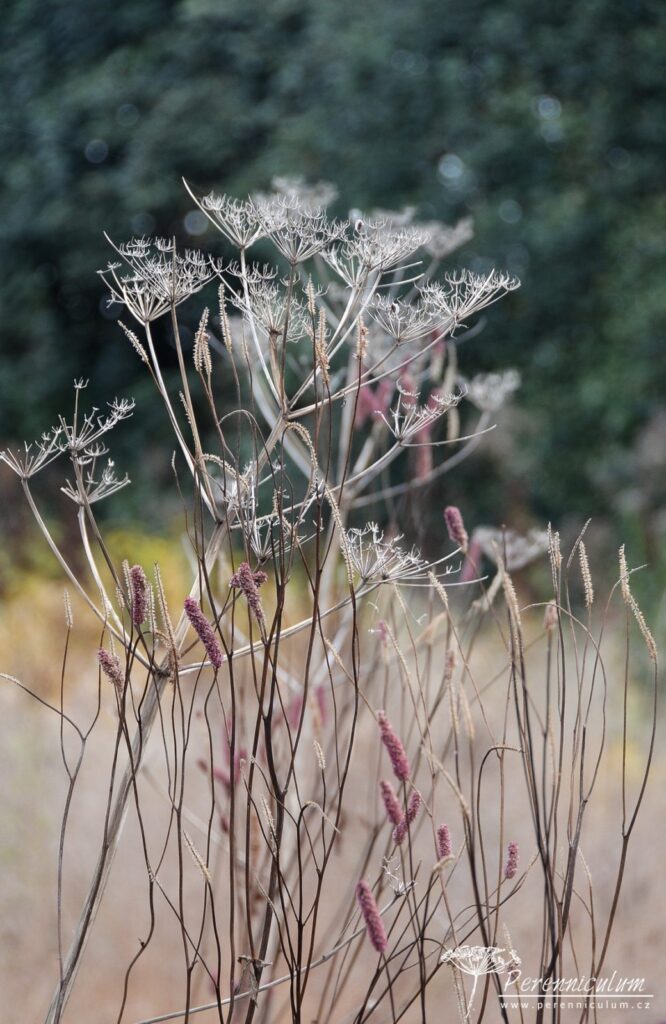 Podzimní výlet za Pietem Oudolfem 17 Piet Oudolf Hummelo 40