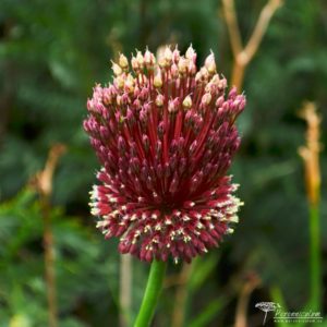 Allium Red Mohican