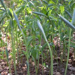 Polygonatum x hybridum Weihenstephan