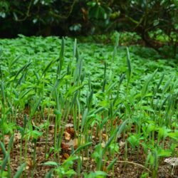 Polygonatum x hybridum Weihenstephan