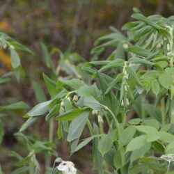 Polygonatum x hybridum Weihenstephan
