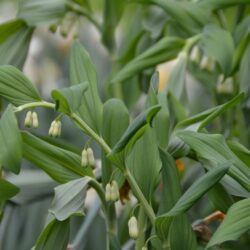 Polygonatum x hybridum Weihenstephan