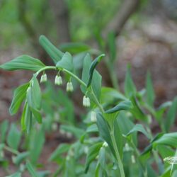 Polygonatum x hybridum Weihenstephan