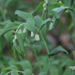 Polygonatum x hybridum Weihenstephan