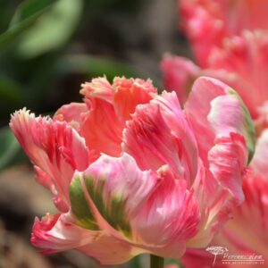 Tulipa Apricot Parrot