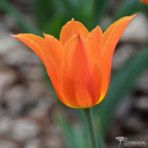 Tulipa Ballerina