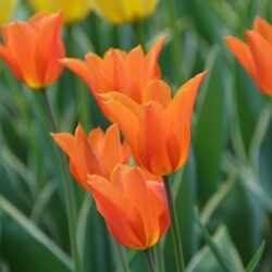 Tulipa Ballerina