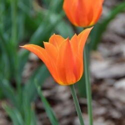 Tulipa Ballerina