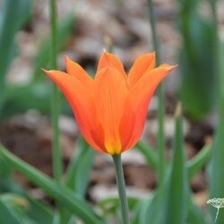 Tulipa Ballerina