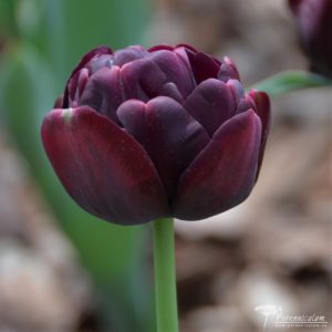 Tulipa Black Hero