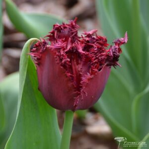 Tulipa Black Jewel