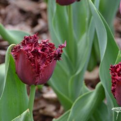 Tulipa Black Jewel