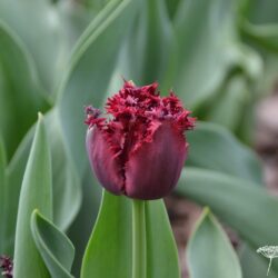 Tulipa Black Jewel