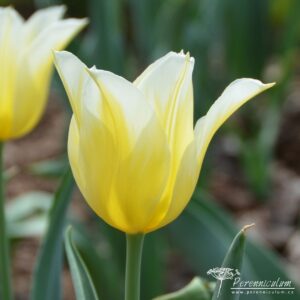 Tulipa Budlight