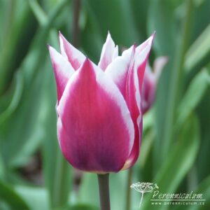 Tulipa Claudia