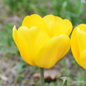 Tulipa Golden Oxford