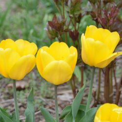 Tulipa Golden Oxford