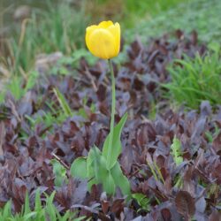 Tulipa Golden Oxford