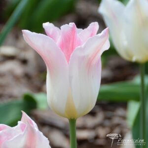 Tulipa Holland Chic