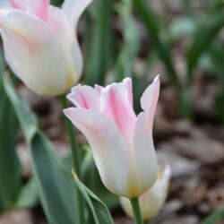 Tulipa Holland Chic