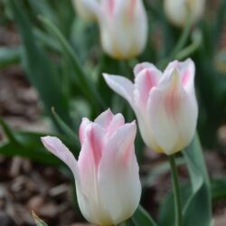 Tulipa Holland Chic