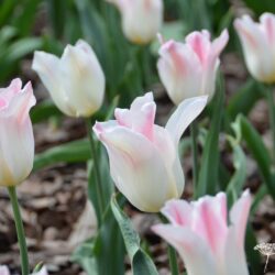 Tulipa Holland Chic
