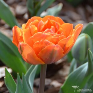 Tulipa Orange Princess