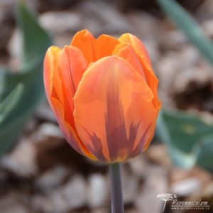 Tulipa Princess Irene