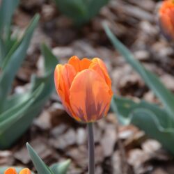 Tulipa Princess Irene