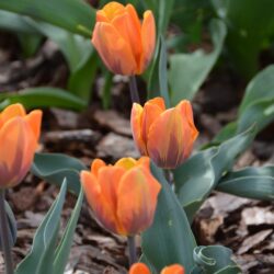 Tulipa Princess Irene