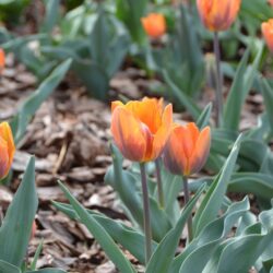 Tulipa Princess Irene