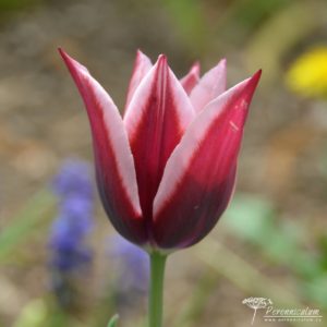 Tulipa Rajka