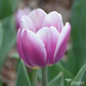 Tulipa Salvation Army