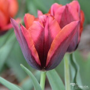 Tulipa Slawa