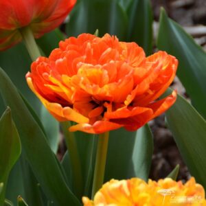 Tulipa Sunlover