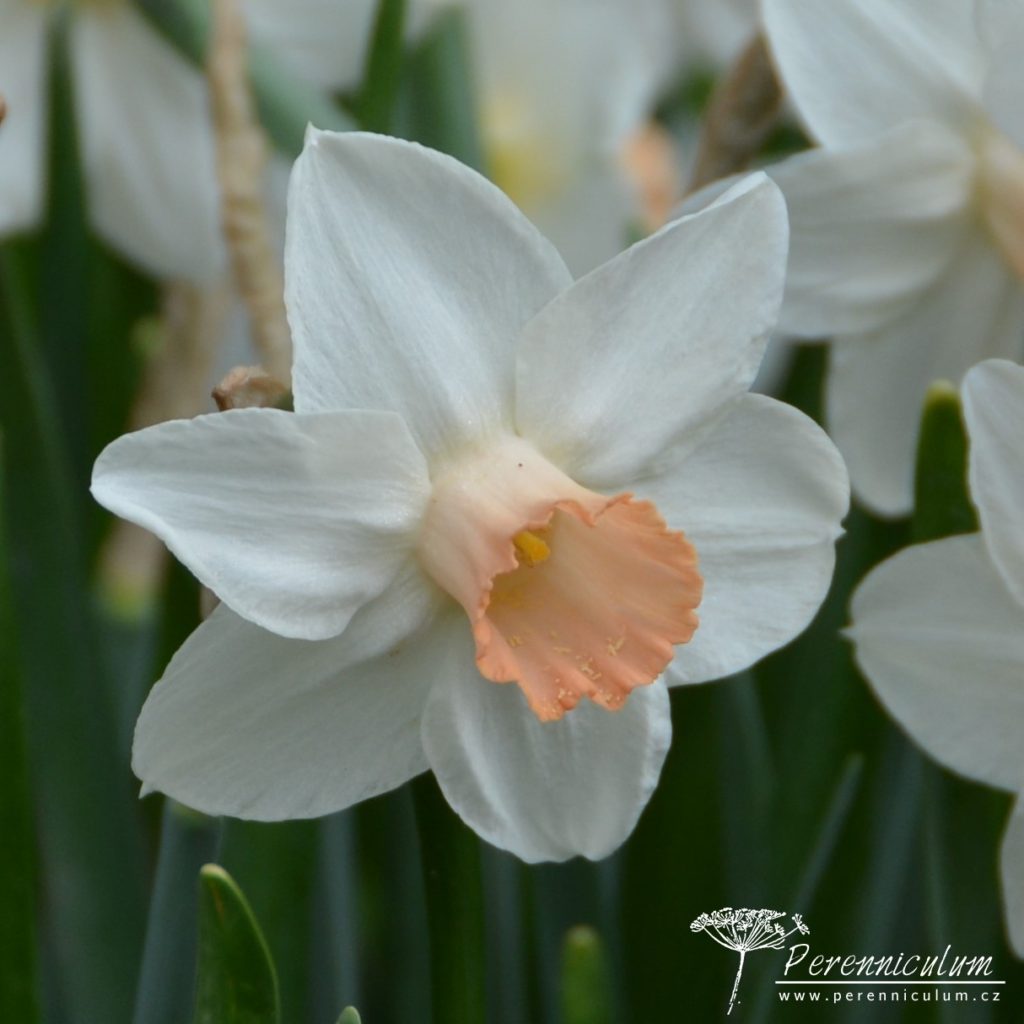 Veselé Velikonoce a barevné jarní dny 28 Narcissus Cotinga