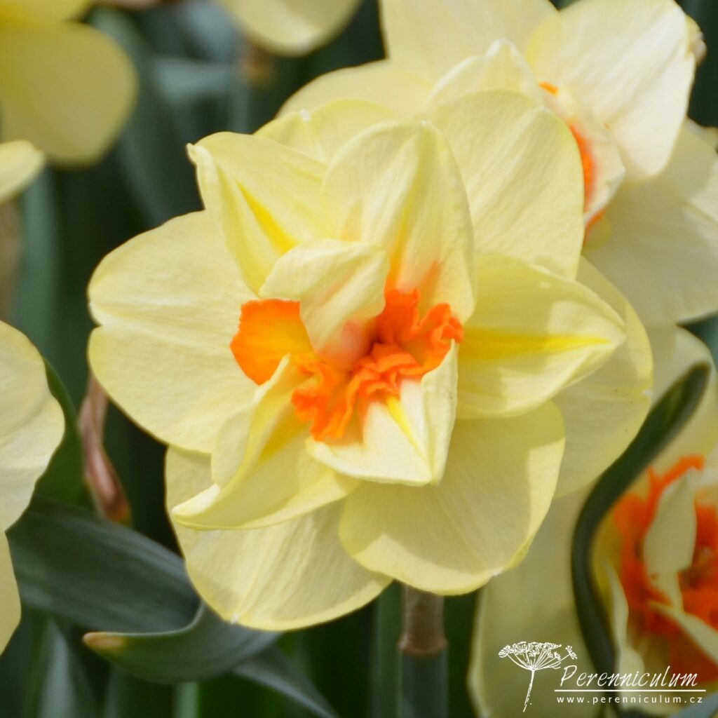 Veselé Velikonoce a barevné jarní dny 27 Narcissus Double Fashion