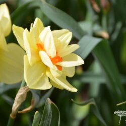 Narcissus Double Fashion